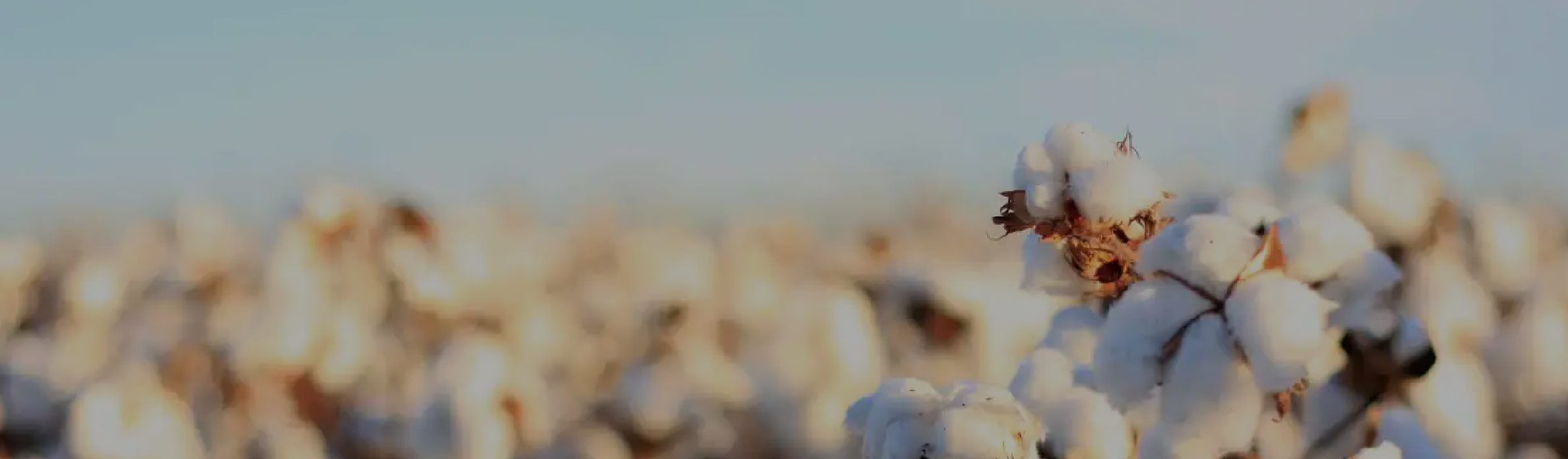 Organic Cotton Fields
