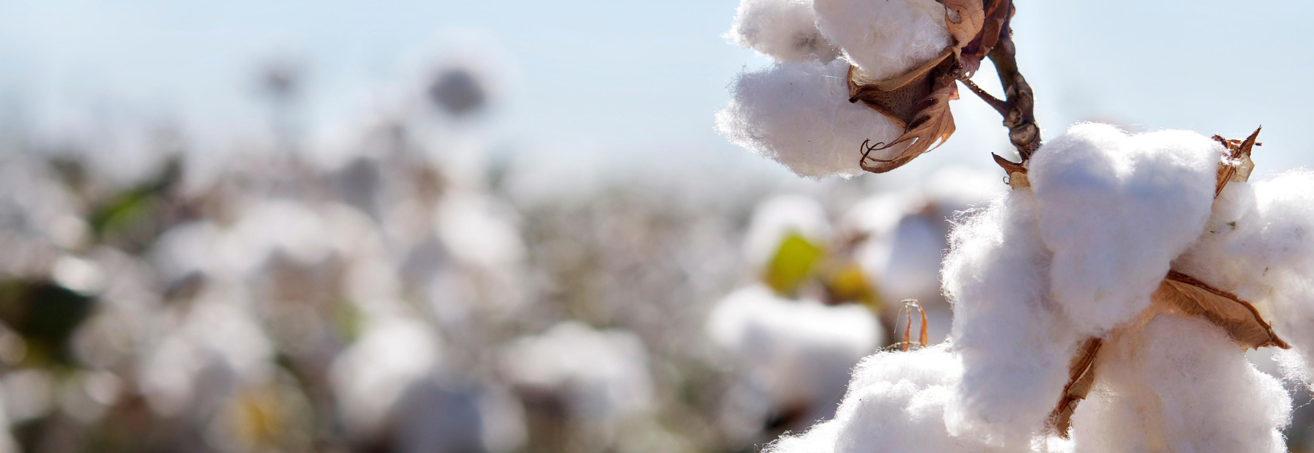 Organic Cotton Tampons