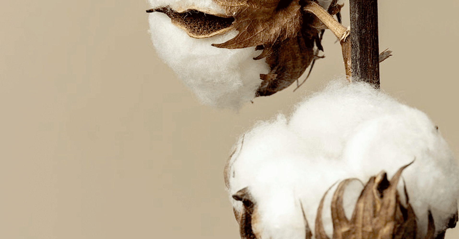 Cotton plant close up lifestyle image