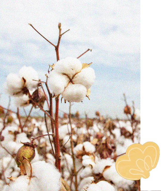 Impact Report Health DAME